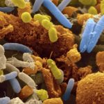 Обнаружено около 100 новых видов кишечных бактерий